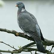 Common Wood Pigeon