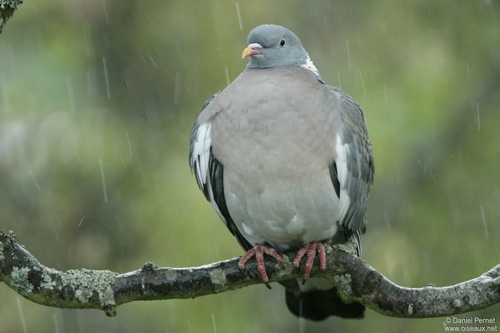 Common Wood Pigeonadult, identification