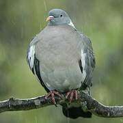 Common Wood Pigeon