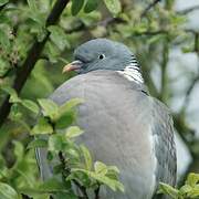 Common Wood Pigeon