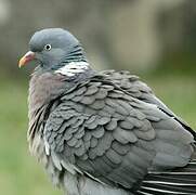 Common Wood Pigeon