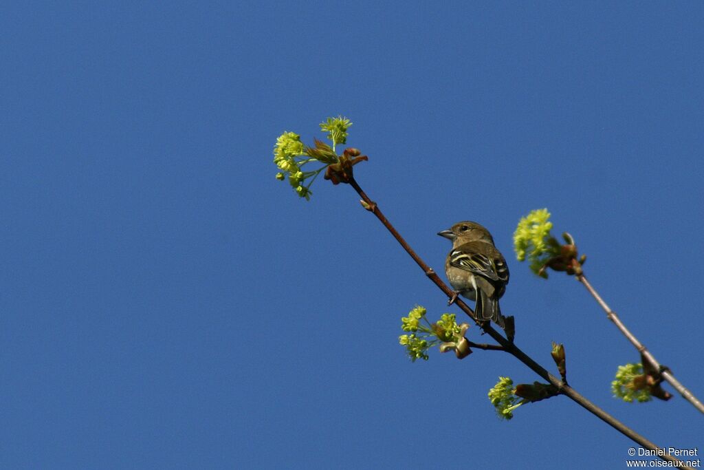 Pinson des arbres mâle adulte, identification