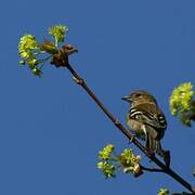 Eurasian Chaffinch