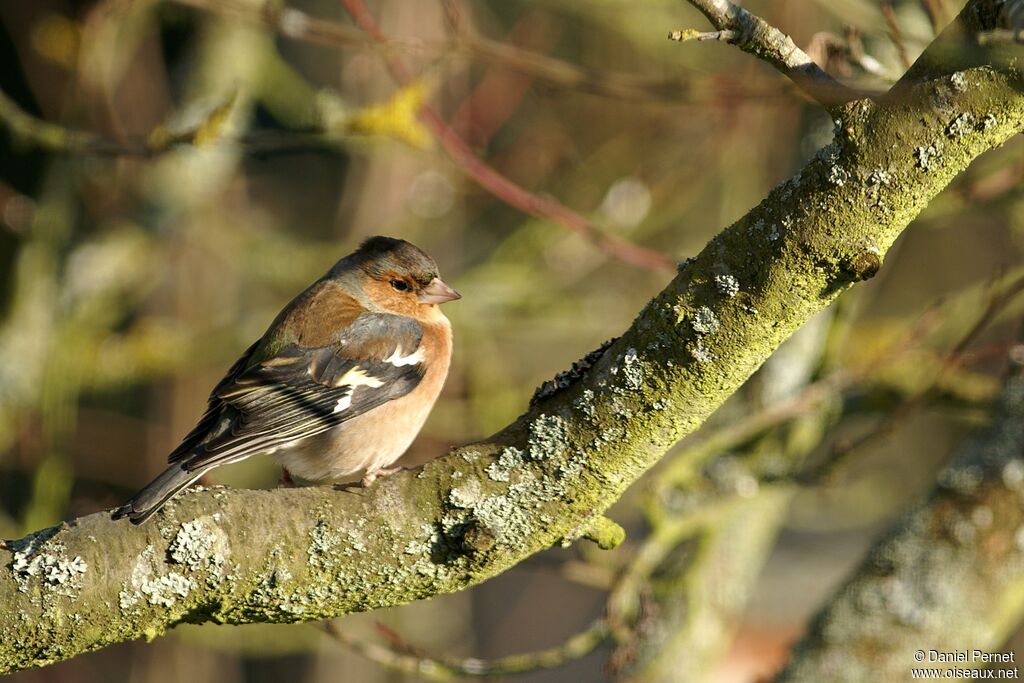 Common Chaffinch male adult, identification