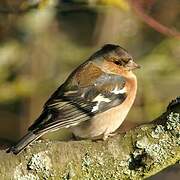 Eurasian Chaffinch