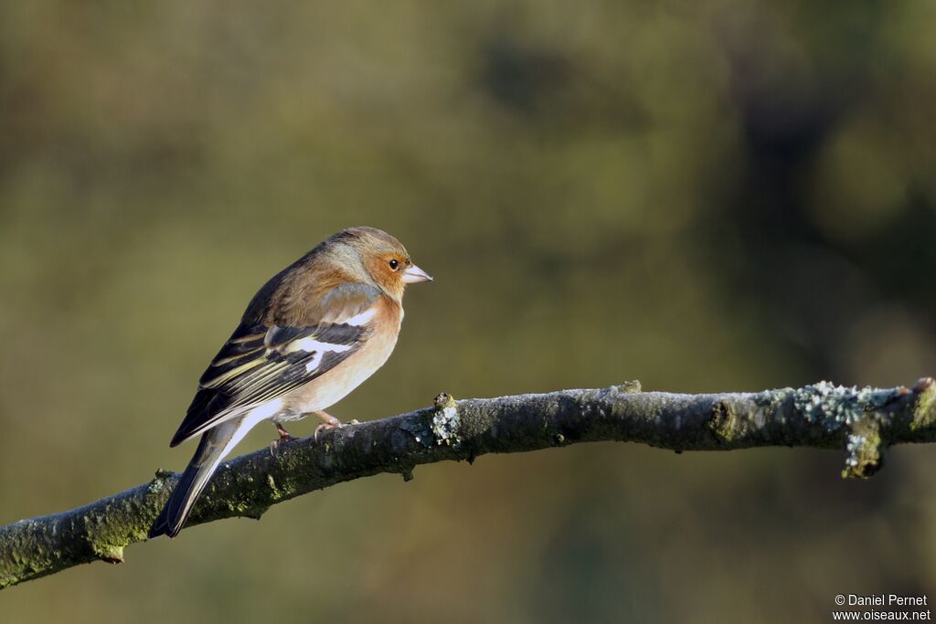 Common Chaffinch male adult, identification