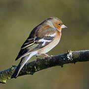 Eurasian Chaffinch