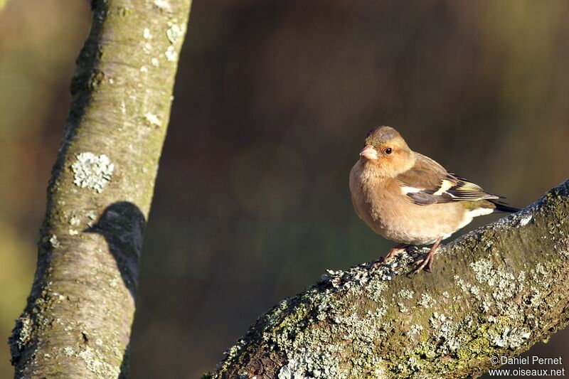 Common Chaffinch male adult, identification