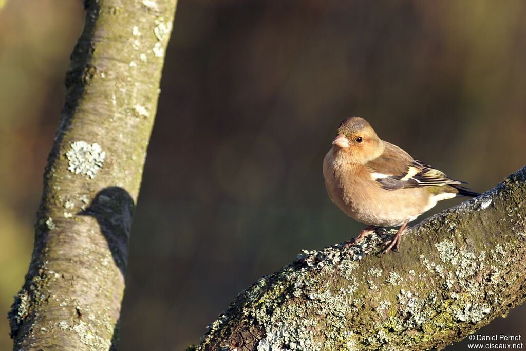 Common Chaffinch male adult, identification