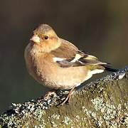 Common Chaffinch