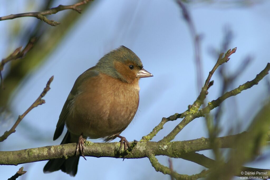 Eurasian Chaffinch male adult, identification