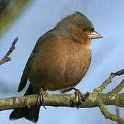 Common Chaffinch