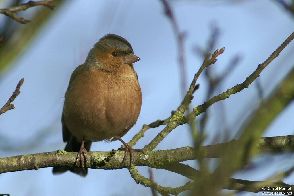 Common Chaffinch male adult, identification