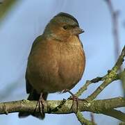 Common Chaffinch