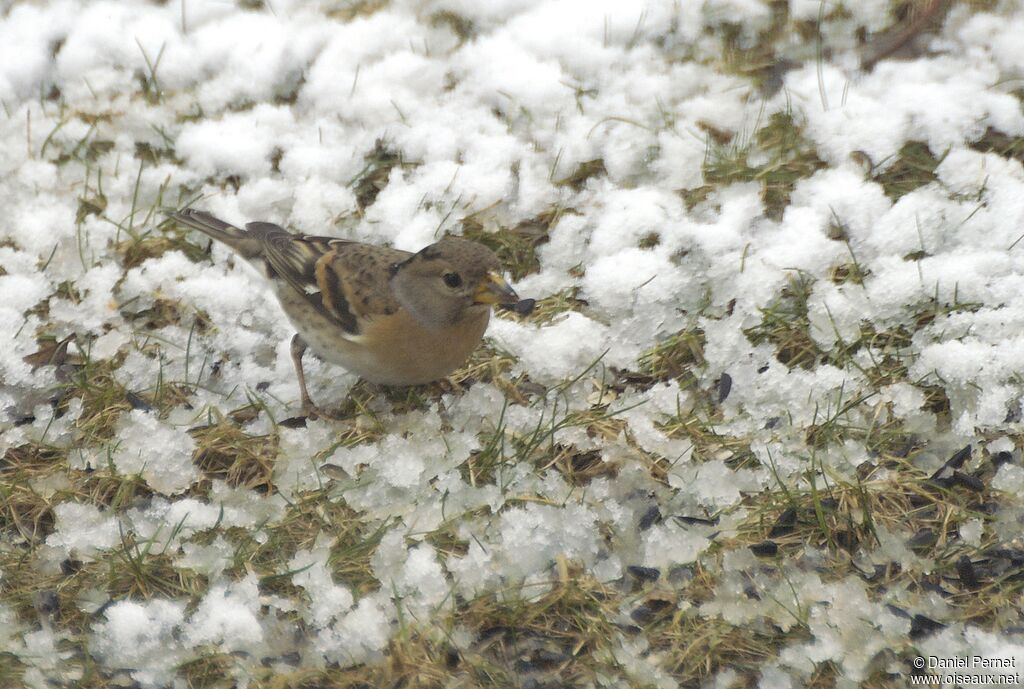 Pinson du Nord mâle adulte, identification