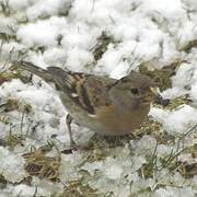 Brambling