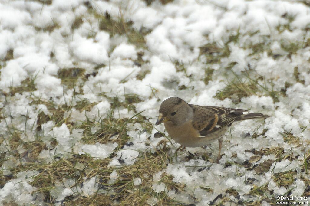 Pinson du Nord mâle adulte, identification