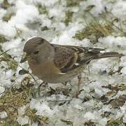 Brambling