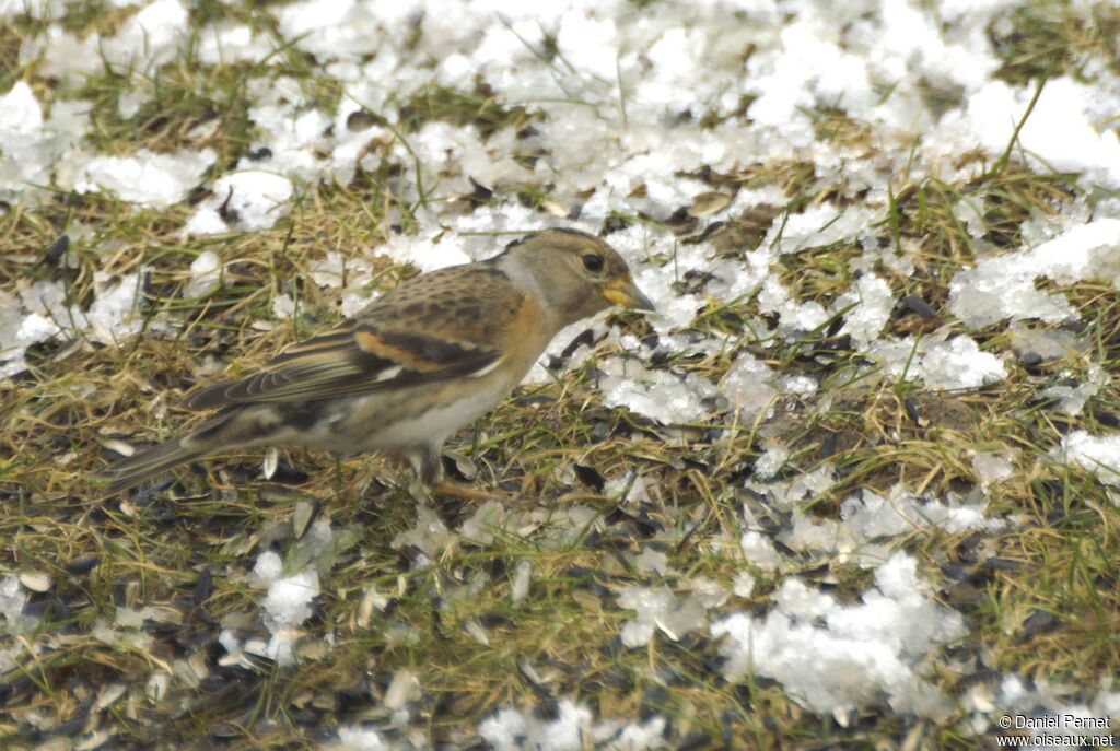 Pinson du Nord mâle adulte, identification