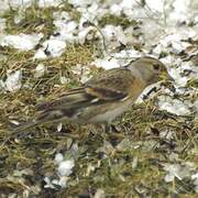 Brambling