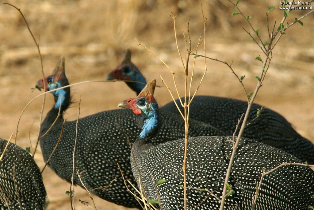 Helmeted Guineafowladult, identification