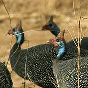 Helmeted Guineafowl