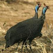 Helmeted Guineafowl