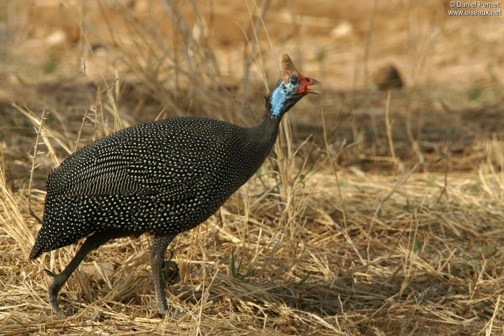 Helmeted Guineafowladult, identification