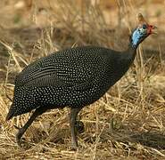 Helmeted Guineafowl