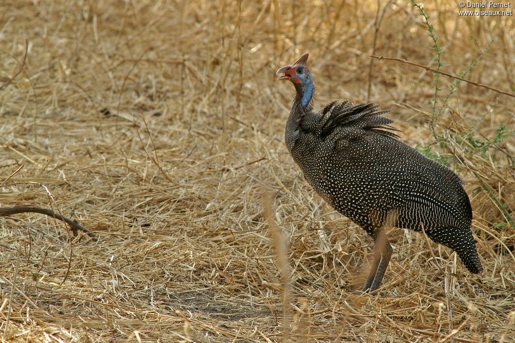 Helmeted Guineafowladult, identification