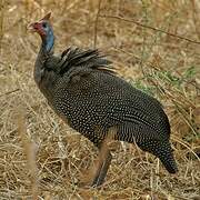 Helmeted Guineafowl