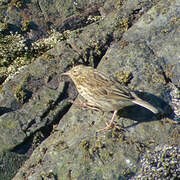 South Georgia Pipit