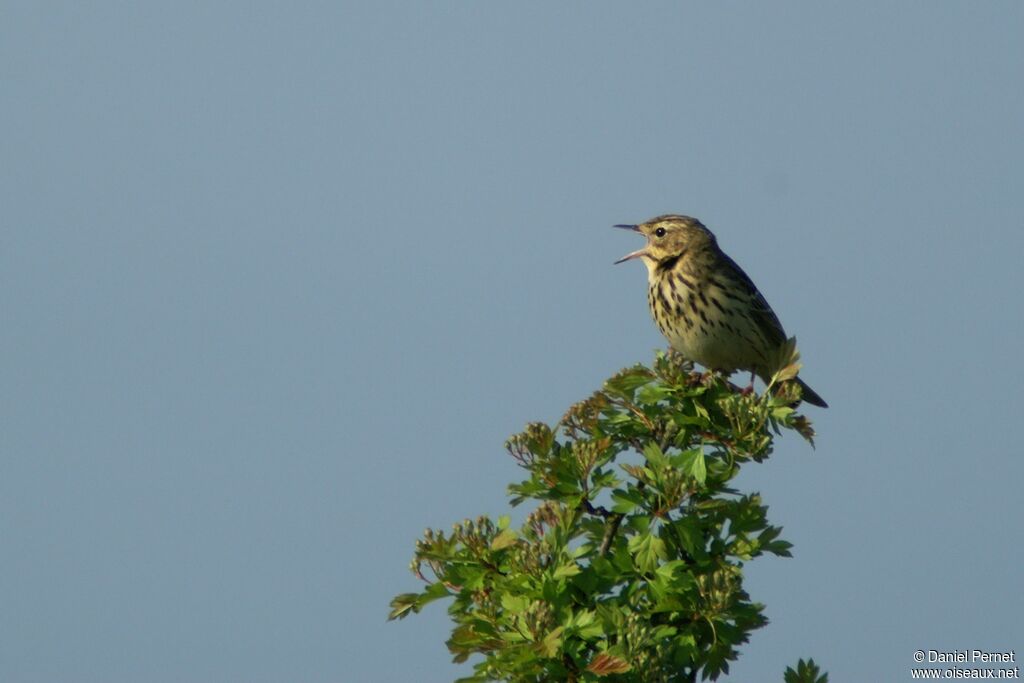 Tree Pipitadult, identification, song