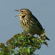 Tree Pipit