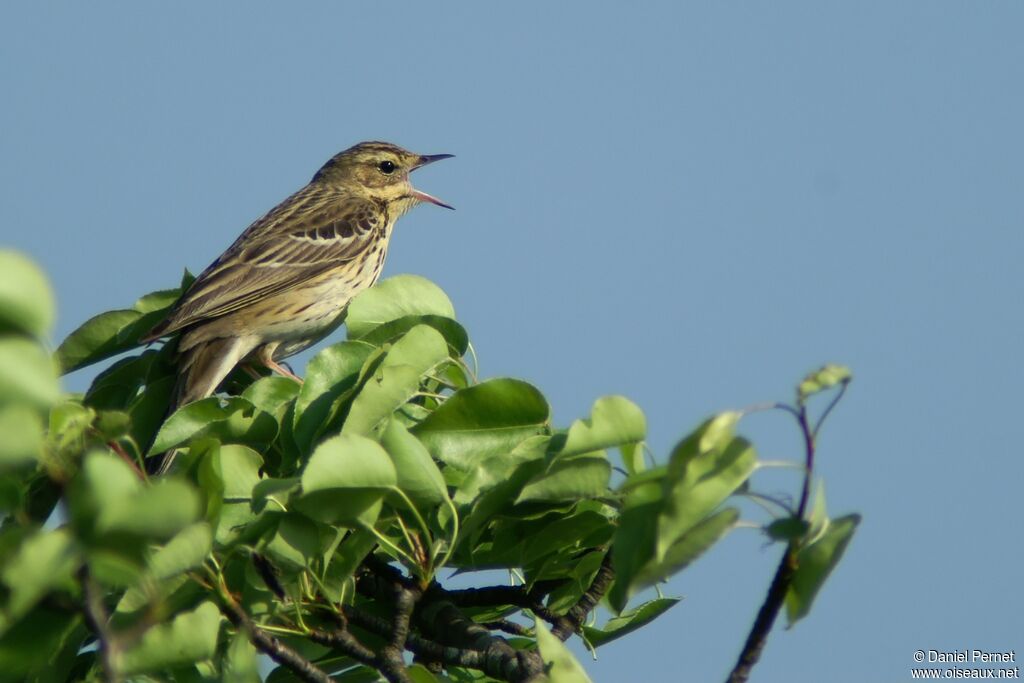 Pipit des arbresadulte, identification, chant