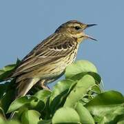 Tree Pipit