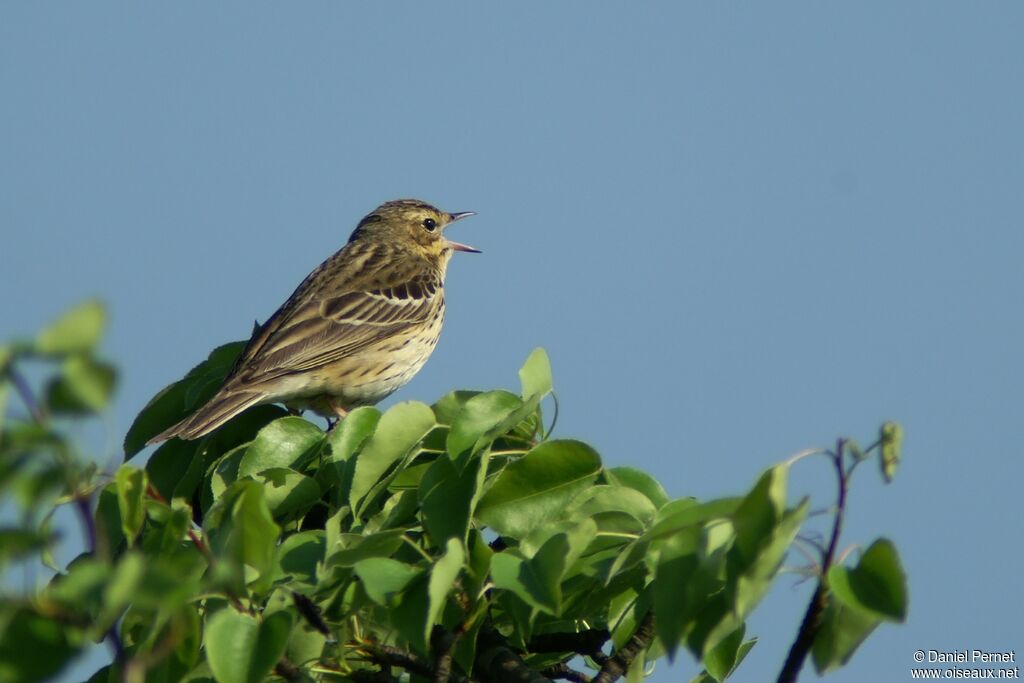 Pipit des arbresadulte, identification, chant