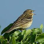 Pipit des arbres