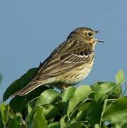 Pipit des arbres