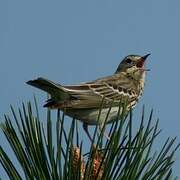 Tree Pipit