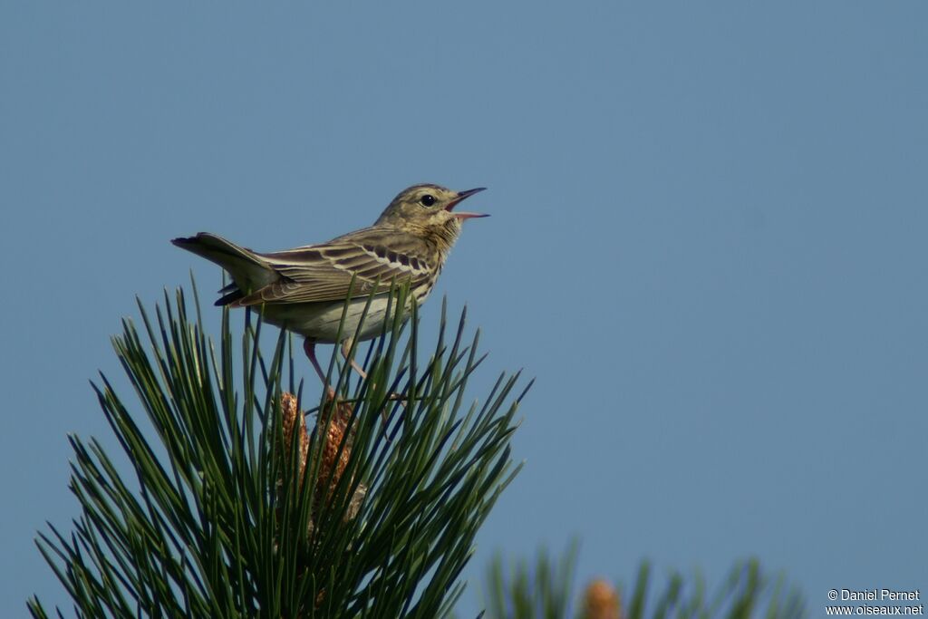 Pipit des arbresadulte, identification, chant