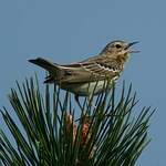 Pipit des arbres