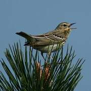 Tree Pipit