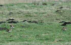 European Golden Plover