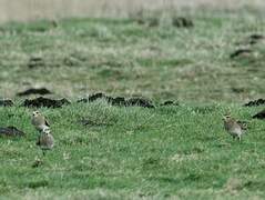 European Golden Plover