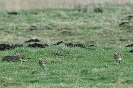 European Golden Plover