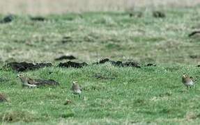 European Golden Plover