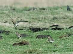 European Golden Plover