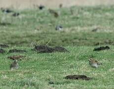 European Golden Plover