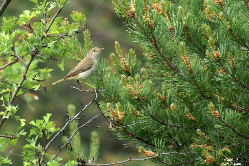 Pouillot de Bonelliadulte, identification